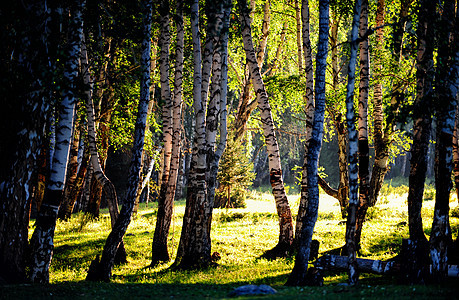 新疆阿勒泰禾木风景区白桦林图片