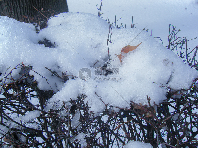 加拿大雪后图片