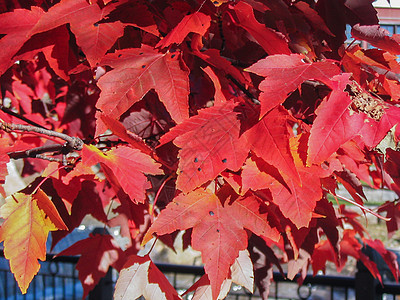 加拿大枫叶大道加拿大的枫叶红了背景
