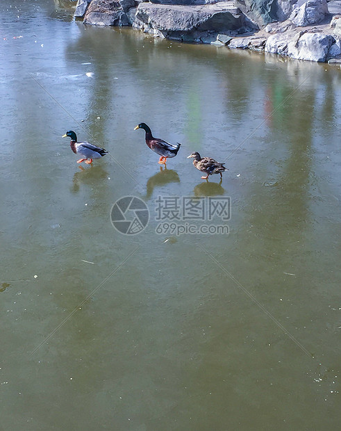 北京大观园的冬天景色图片