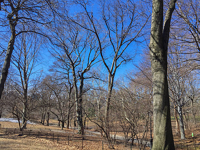 枯枝枯叶纽约中央公园的冬天背景