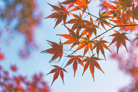 初秋枫叶盆栽冬季枫叶背景