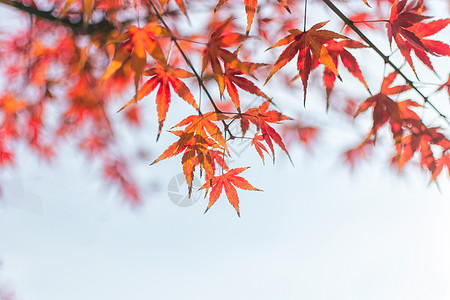 冬季枫叶清新立秋高清图片