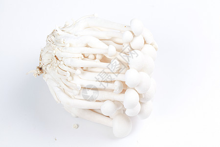 鲜艳白色菌菇背景图片