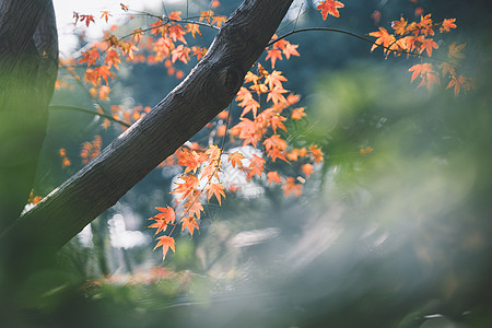 树叶阳光逆光唯美枫叶背景