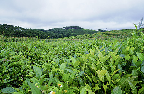 茶山大面积茶树绿植物高清图片