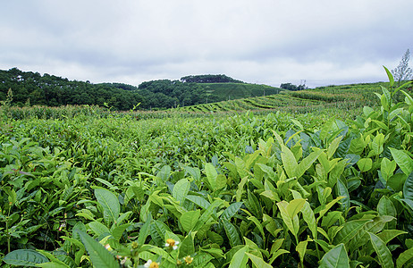 茶山图片