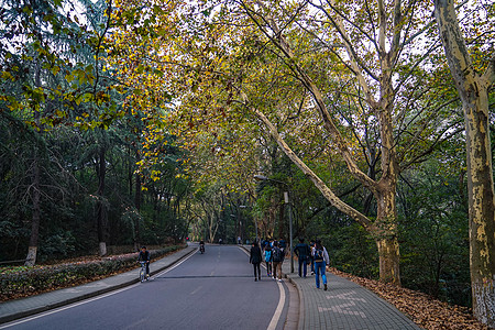 武汉景色武汉大学秋冬景色背景