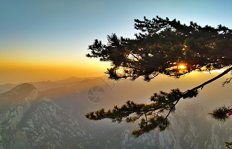 蓝天草坪山顶上的树背景