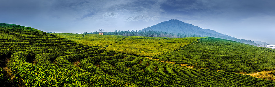 云南茶山绿色的茶园背景