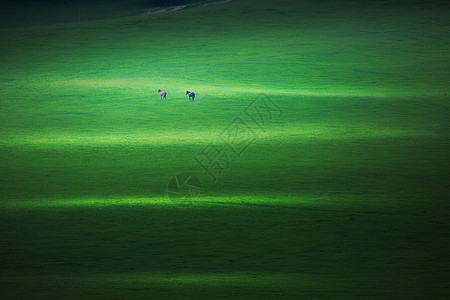 草原牧歌图片