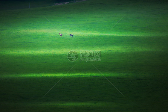 草原牧歌图片