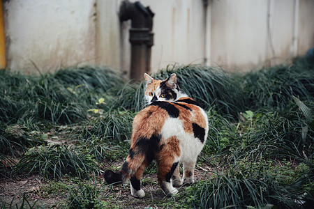 猫流浪宠物高清图片