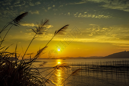 海边晚霞夕阳下的芦苇背景