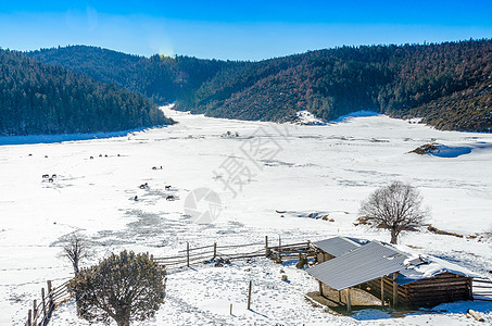 云南碧塔海云南香格里拉冬季风光背景