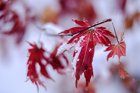 冬天雪中一抹的枫叶高清图片