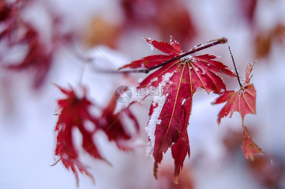 冬天雪中一抹的枫叶图片