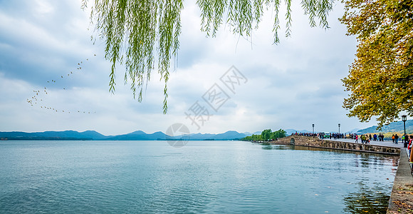 春天里柳树西湖风光背景