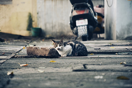 流浪猫街拍流浪宠物高清图片