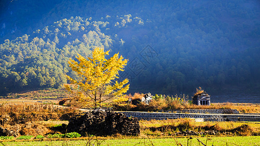 腾冲温泉腾冲银杏村背景