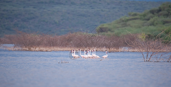 肯尼亚马赛马拉大草原上的动物高清图片