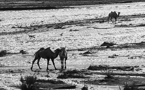 双峰骆驼一对骆驼饮水背景