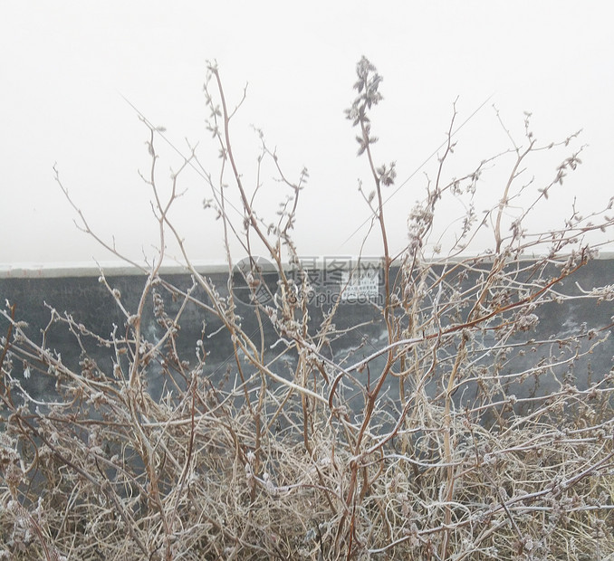 雪霜图片