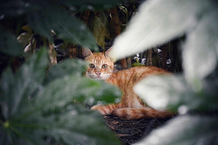 流浪猫街拍图片