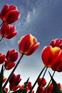 郁金香花朵壁纸背景图片