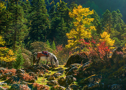 阳光下的树林逆光下的川西森林与马匹背景