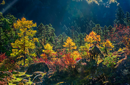 阳光下的树逆光下的彩色树林与马匹背景