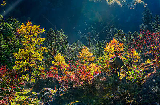 逆光下的彩色树林与马匹图片