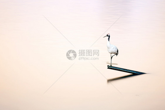 中国风仙鹤在水中央素材图图片