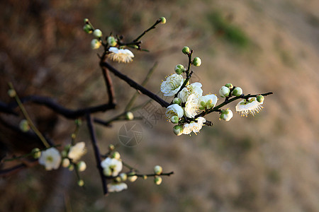 梅花冬梅白背景高清图片