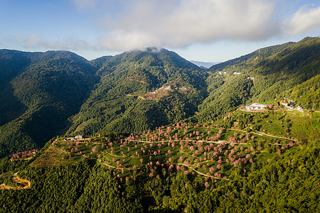 大理樱花谷背景