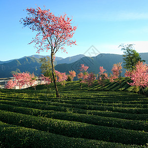 大理樱花茶园里的樱花树背景