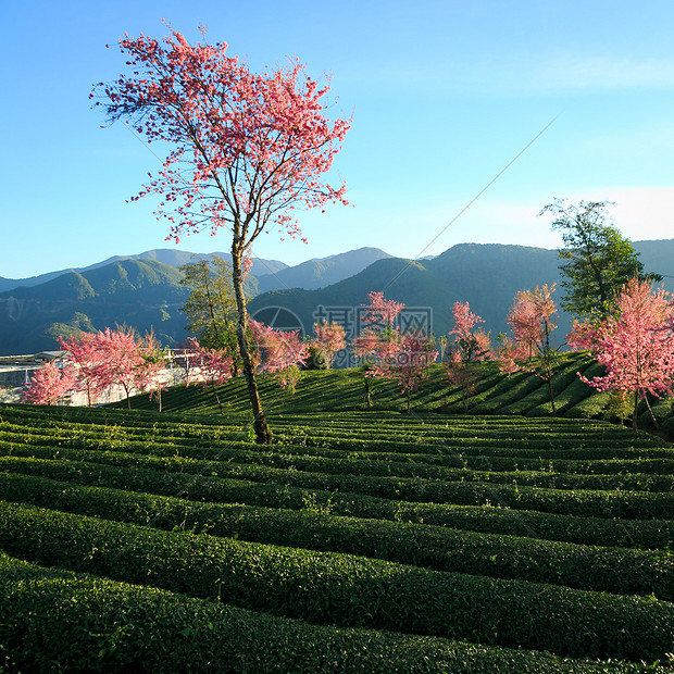 茶园里的樱花树图片