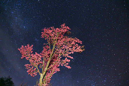 粉色星空大理星空下的樱花树背景