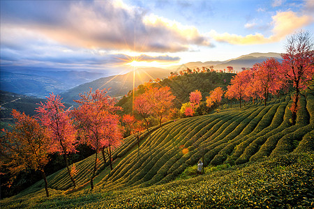 航拍茶园大理樱花谷背景