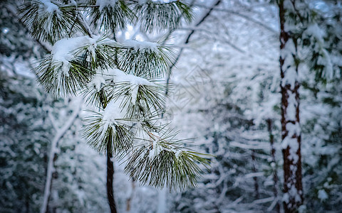 冬季挂满积雪的松枝高清图片