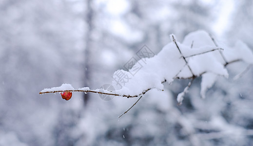 苹果树林冬季风雪中的一片红叶背景
