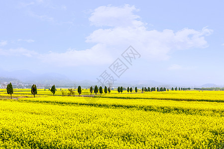 春天乡村油菜花的田野图片