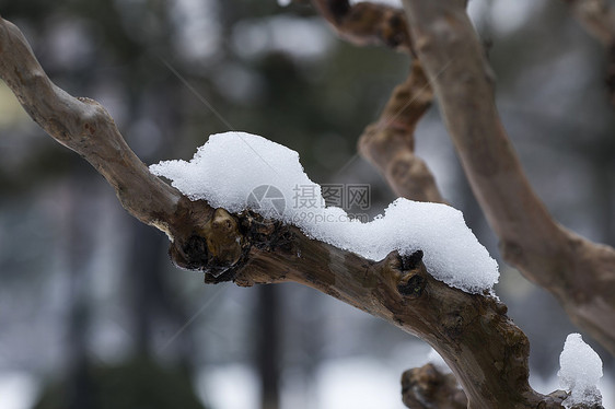 大雪后的树干图片