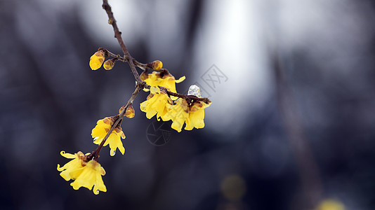 梅花背景图片