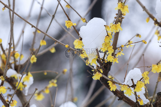 雪后的梅花图片