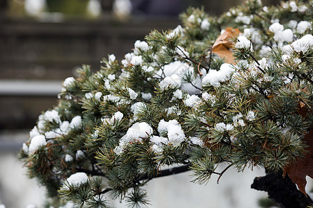 大雪后的松枝图片