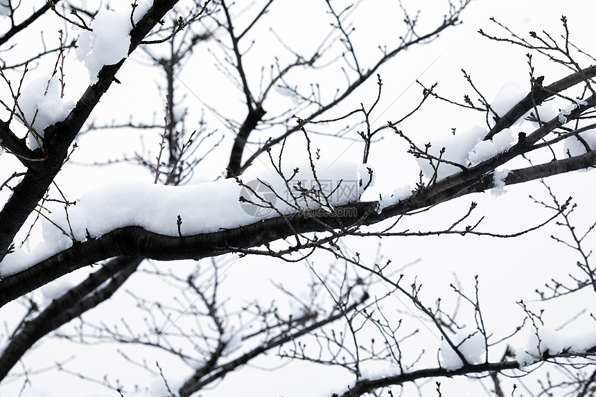 大雪后的树枝下雪积雪