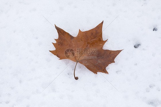 雪地上的落叶图片