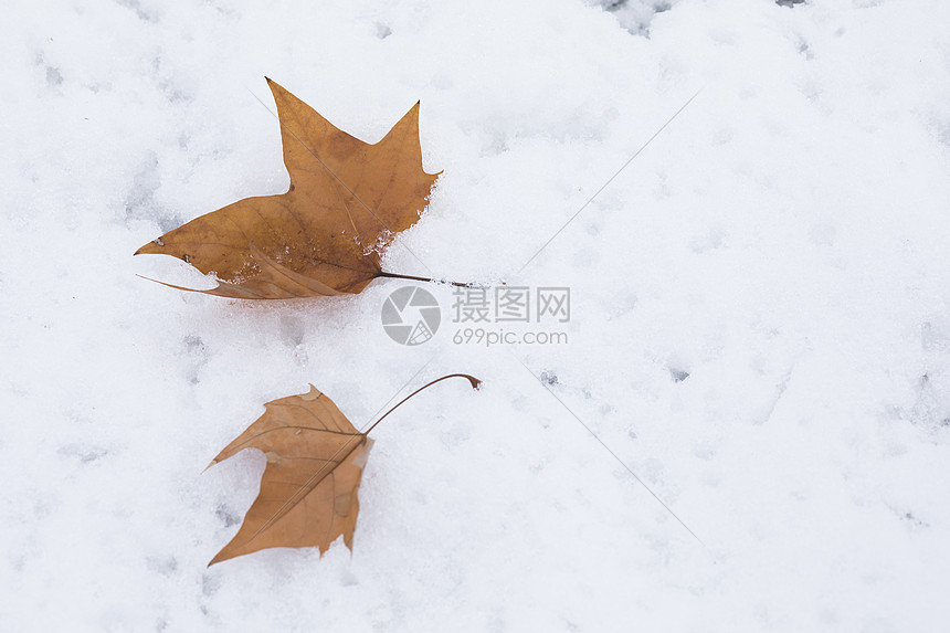 雪地上的落叶图片