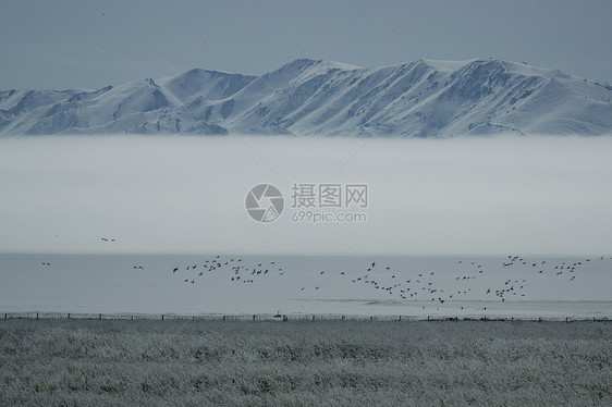 新疆天山下的鸟群图片
